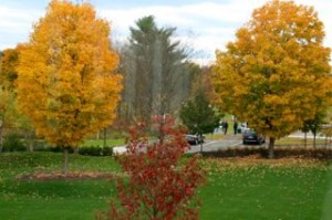 View of the campus